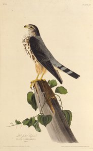 Merlinen. Fra The Birds of America, 1827-1838. af John James Audubon