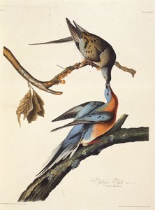 Passagerduen. Fra The Birds of America, 1827-1838. af John James Audubon