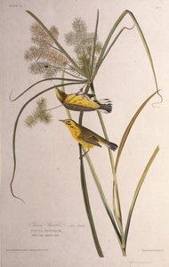 Præriesangeren. Fra The Birds of America, 1827-1838. af John James Audubon