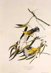 Den protonotære sangfugl. Fra The Birds of America, 1827-1838. af John James Audubon