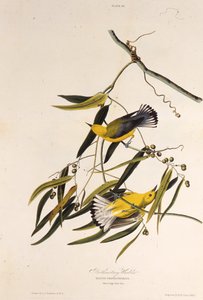 Den protonotære sangfugl. Fra The Birds of America, 1827-1838. af John James Audubon