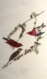 Den lilla finke. Fra The Birds of America, 1827-1838. af John James Audubon