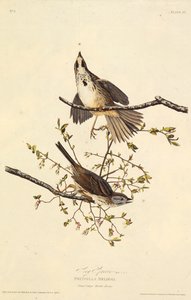 Sangen spurv. Fra The Birds of America, 1827-1838. af John James Audubon