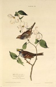 Hvidstruben spurv. Fra The Birds of America, 1827-1838. af John James Audubon