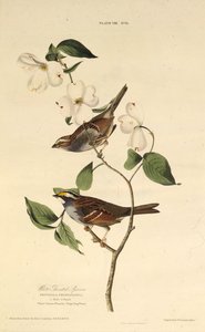 Hvidstruben spurv. Fra The Birds of America, 1827-1838. af John James Audubon