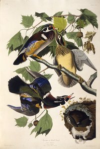 Skovanden. Fra The Birds of America, 1827-1838. af John James Audubon