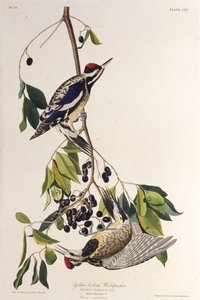 Den gulbugede savsuger. Fra The Birds of America, 1827-1838. af John James Audubon