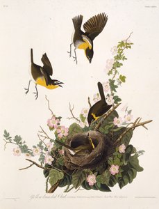 Den gulbarmede chat. Fra The Birds of America, 1827-1838. af John James Audubon
