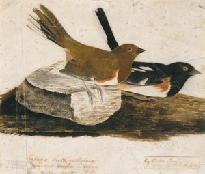 Tårnspurv af John James Audubon