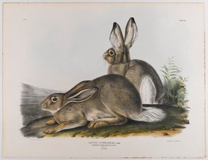Townsends Rocky Mountain hare, 1842 af John James Audubon