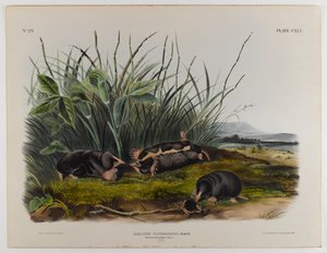 Townsends spidsmus muldvarp af John James Audubon