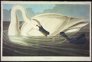 Trompetist Svane af John James Audubon