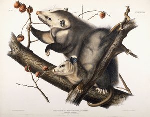 Virginian Opossum, 1845 af John James Audubon