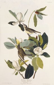 Warbling Fluesnapper. Fra The Birds of America, 1827-1838. af John James Audubon