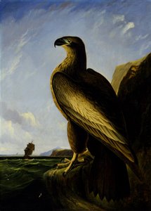 Washington Havørn af John James Audubon