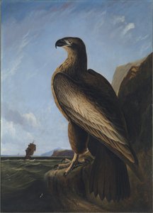Washington Havørn af John James Audubon