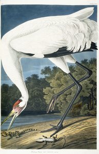 Kigkrane, voksen mand, 1834 af John James Audubon