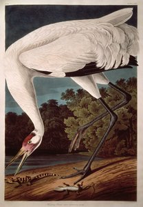Whooping Crane, fra 