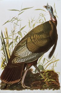 Wild Turkey, fra 