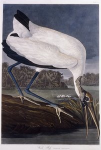 Træ Ibis af John James Audubon