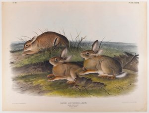 Ormetræ hare af John James Audubon