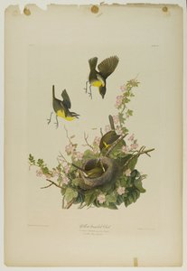 Yellow-breasted Chat, trykt af Julien Bien og udgivet af Roe Lockwood & Son, 1861 (kromolitografi) af John James Audubon