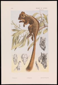 Leadbeaters pungrotte, Gymnobelideus leadbeateri