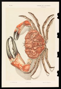 Tasmansk kæmpekrabbe, Pseudocarcinus gigas