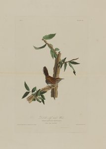 Bewicks Long Tailed Wren, fra Birds of America, graveret af Robert Havell (1793-1878)