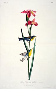 Blå gulrygsanger, fra Birds of America, graveret af Robert Havell (1793-1878) af John James after Audubon