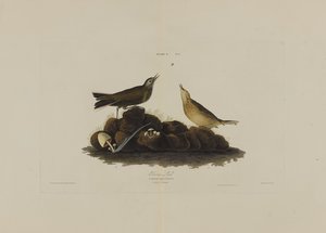 Brown Lark, fra Birds of America, graveret af Robert Havell (1793-1878) af John James after Audubon