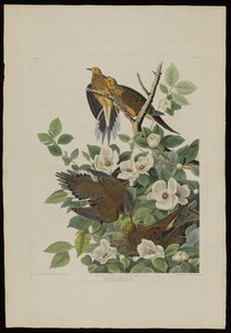 Carolina Pigeon eller Turtle Dove, fra Birds of America, graveret af Robert Havell (1793-1878) af John James after Audubon