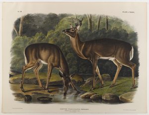 Almindelig eller Virginia Deer, indgraveret af John T. Bowen (1801-c.1856) 1848
