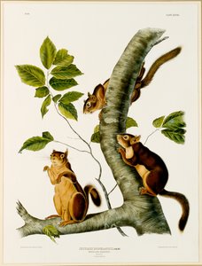 Douglas Squirrel, fra folioen The Viviparous Quadrupeds of North America, udgivet i 1845, 1844 (se 129902 for original)