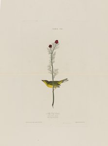 Selbys Fly Catcher, fra Birds of America, graveret af Robert Havell (1793-1878)