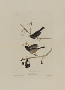 Snefugl, fra Birds of America, graveret af Robert Havell (1793-1878)