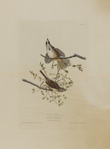 Song Sparrow, fra Birds of America, indgraveret af Robert Havell (1793-1878)