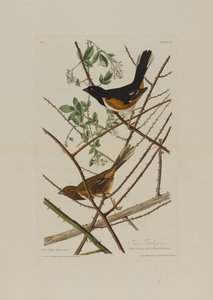 The Towhe Bunting, fra Birds of America, indgraveret af Robert Havell (1793-1878) af John James after Audubon