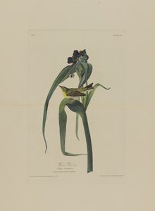 Vigers Vireo, fra Birds of America, graveret af Robert Havell (1793-1878)