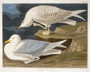 Hvidvinget sølvmåge, graveret af Robert Havell, Jr. (1793-1878), 1835 (håndkoloreret gravering)