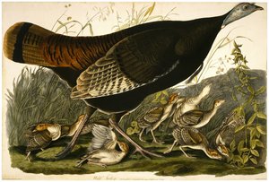 Wild Turkey, indgraveret af William Home Lizars (1788-1859) c.1827-32 (håndfarvet akvatint på vævet papir)