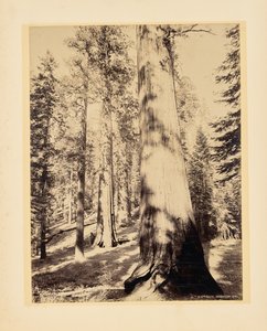 Store træer, Mariposa, Californien af John K. Hillers