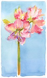 Amaryllis med aqua baggrund, 2015, (akvarel) af John Keeling