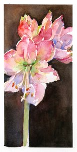 Amaryllis med brun baggrund, 2015, (akvarel) af John Keeling