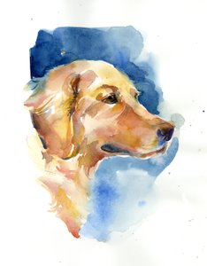 Golden Retriever, 2015, (akvarel)