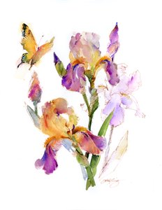 Iris med gul sommerfugl, 2016, (akvarel)