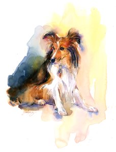 Sheltie portræt, 2015, (akvarel)