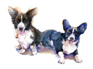 Two Corgis, 2015, (akvarel)