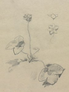Anemone af John La Farge