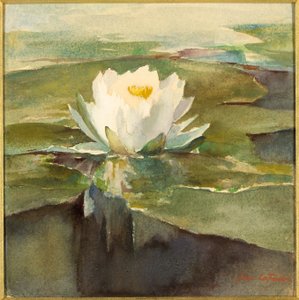 Nøkkerose i sollys af John La Farge